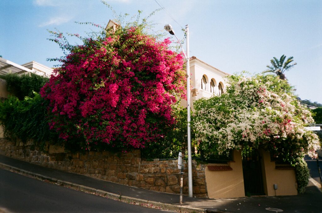 Flowers in Cape Town Spring Summer Film Photography by Ashlee Kovachi