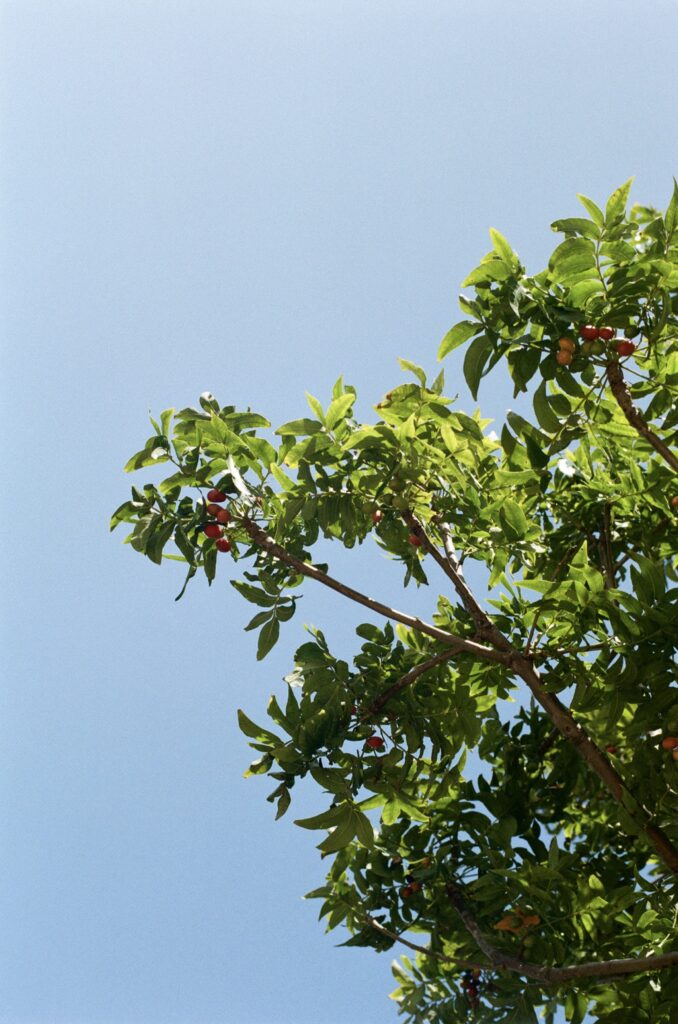 Film Photo Photography Blue Sky by Ashlee Kovachi 2021