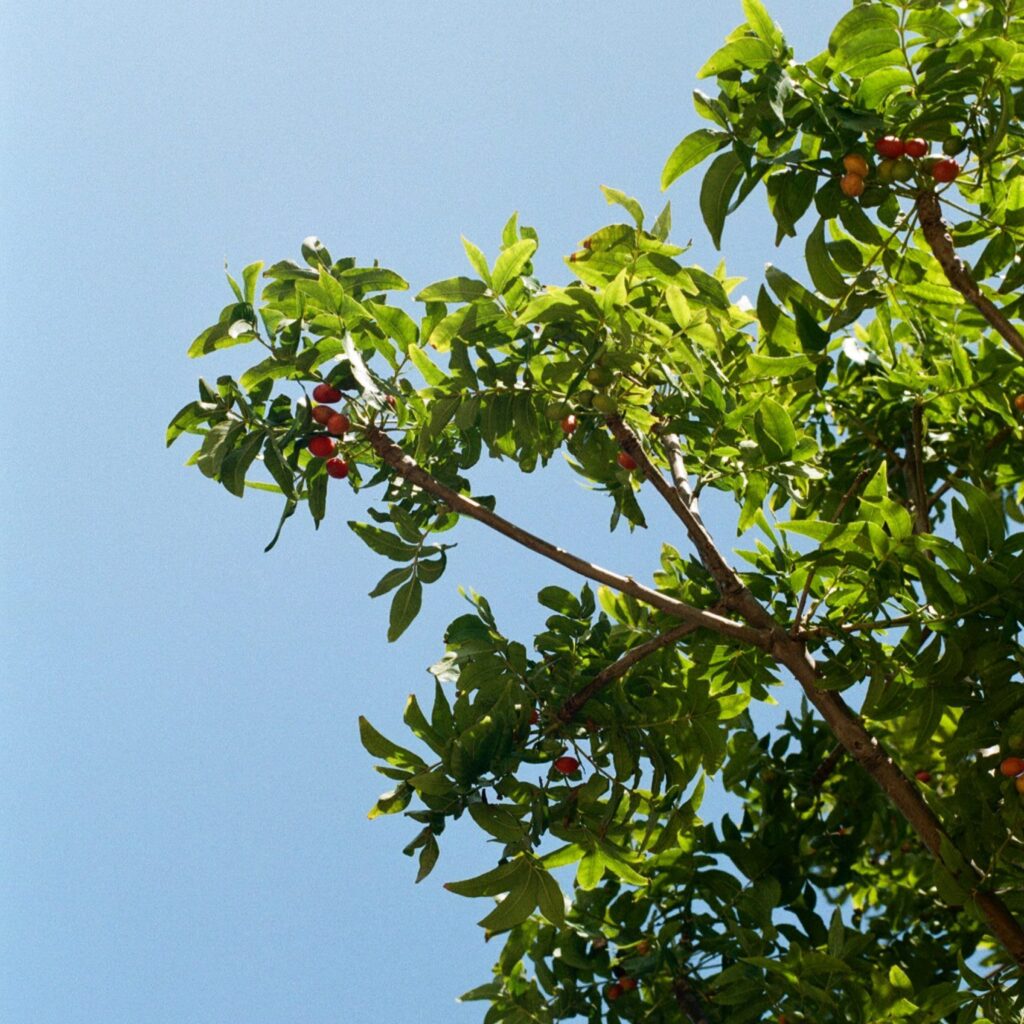Blue skies and tree with berries on film by Ashlee Kovachi
